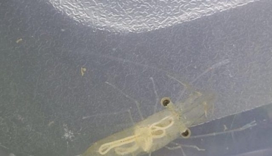 13 personas compartieron sus hallazgos, que eventualmente se convirtieron en descubrimientos sorprendentes 13 personas compartieron sus hallazgos, que eventualmente se convirtieron en descubrimientos sorprendentes