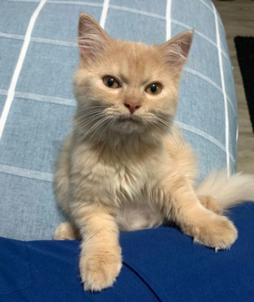 13 pets that don't need to talk because everything is written right on their faces