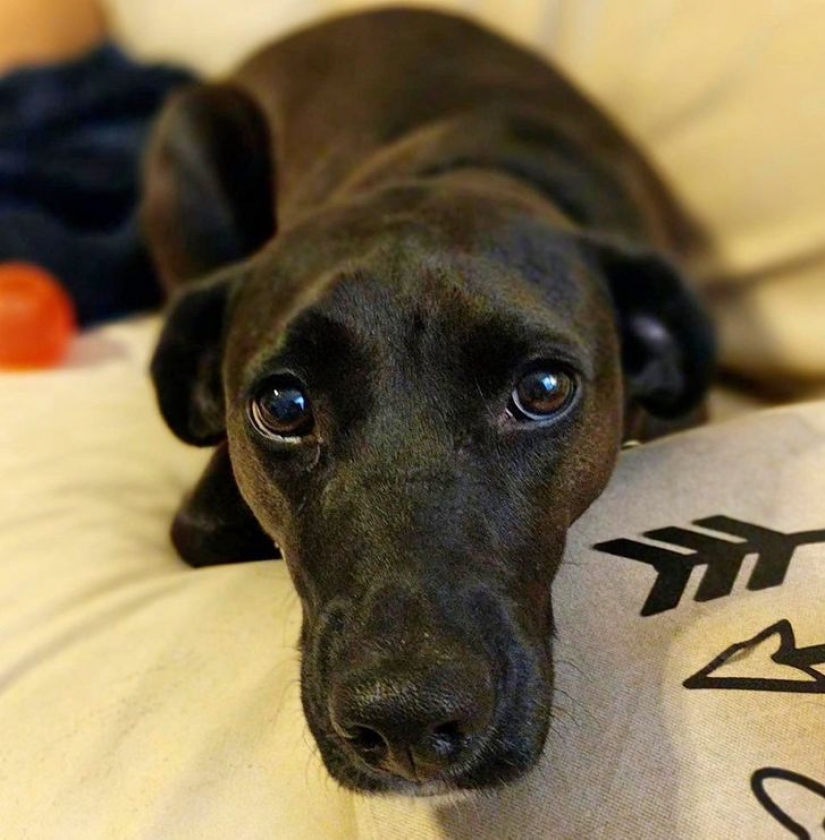 13 pets that don't need to talk because everything is written right on their faces