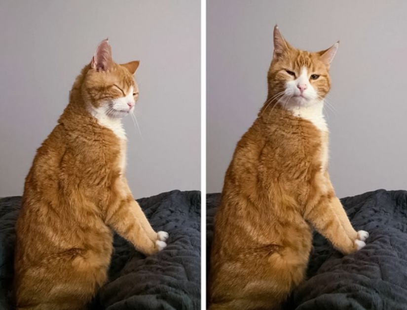 13 pets that don't need to talk because everything is written right on their faces