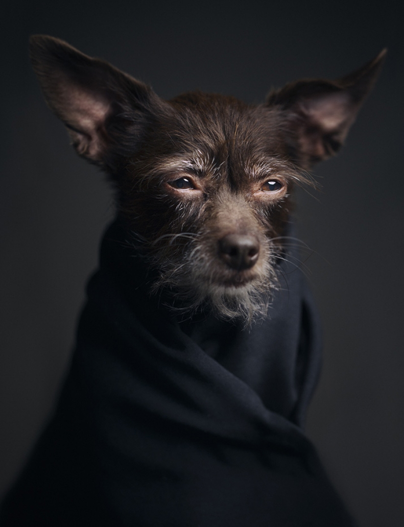 13 stunning animal portraits with "human" emotions 13 stunning animal portraits with "human" emotions