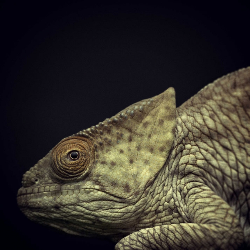 13 stunning animal portraits with "human" emotions 13 stunning animal portraits with "human" emotions