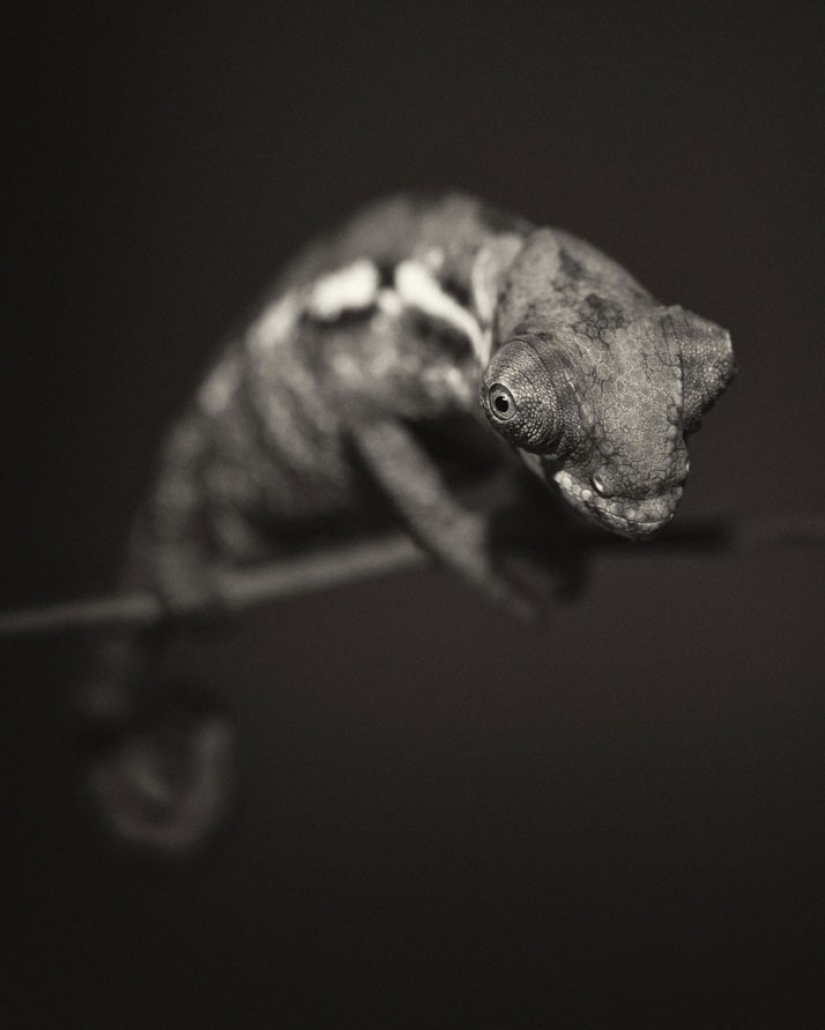 13 stunning animal portraits with "human" emotions 13 stunning animal portraits with "human" emotions