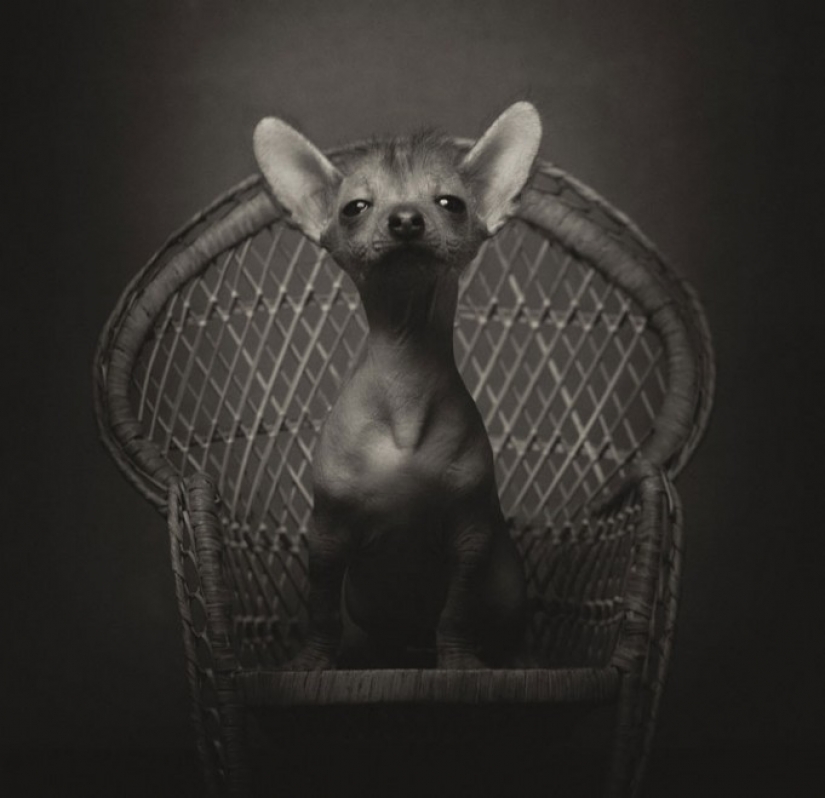 13 stunning animal portraits with "human" emotions 13 stunning animal portraits with "human" emotions