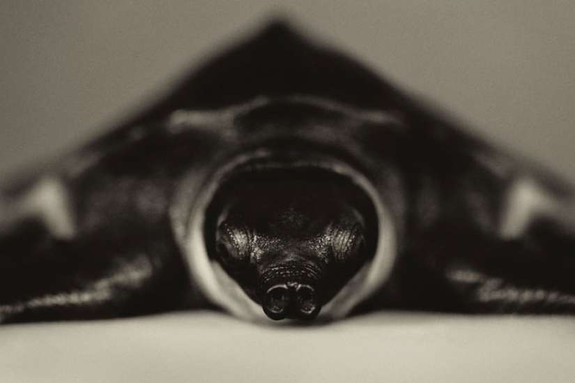 13 stunning animal portraits with "human" emotions 13 stunning animal portraits with "human" emotions