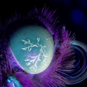 14 cosas que pierden su apariencia normal bajo la luz ultravioleta