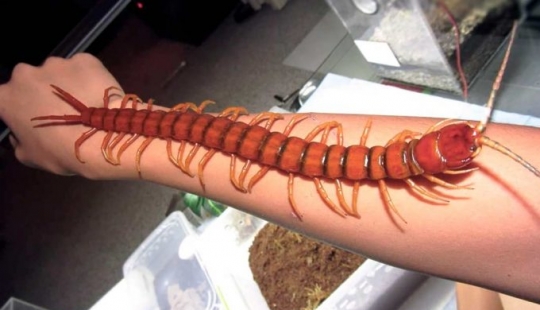 14 criaturas más aterradoras que viven en el río Amazonas 14 criaturas más aterradoras que viven en el río Amazonas