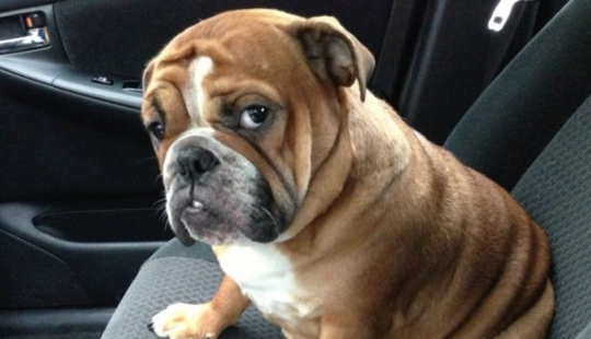 14 mascotas cuyo segundo nombre es "drama" 14 mascotas cuyo segundo nombre es "drama"