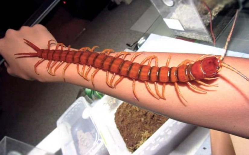 14 most terrifying creatures living in the Amazon River 14 most terrifying creatures living in the Amazon River