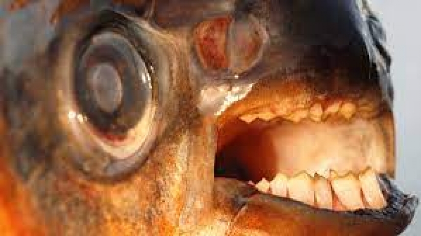 14 most terrifying creatures living in the Amazon River 14 most terrifying creatures living in the Amazon River