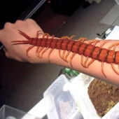 14 most terrifying creatures living in the Amazon River