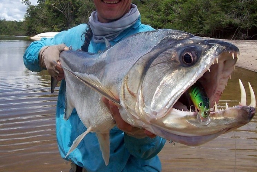 14 most terrifying creatures living in the Amazon River 14 most terrifying creatures living in the Amazon River