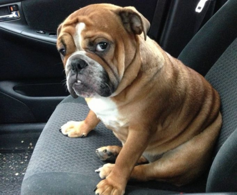 14 pets whose middle name is "drama" 14 pets whose middle name is "drama"