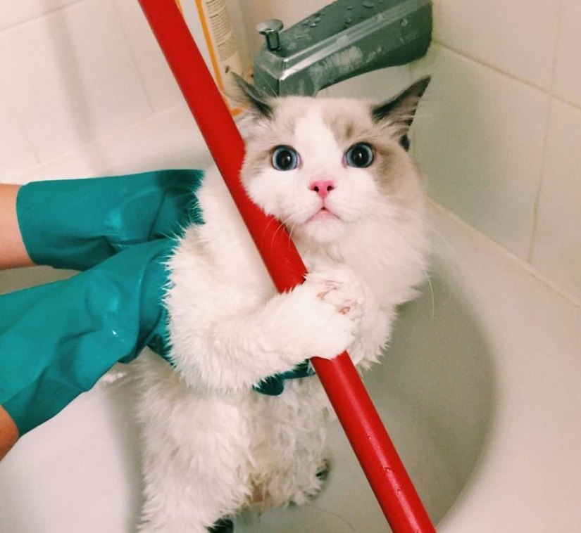 14 pets whose middle name is "drama" 14 pets whose middle name is "drama"