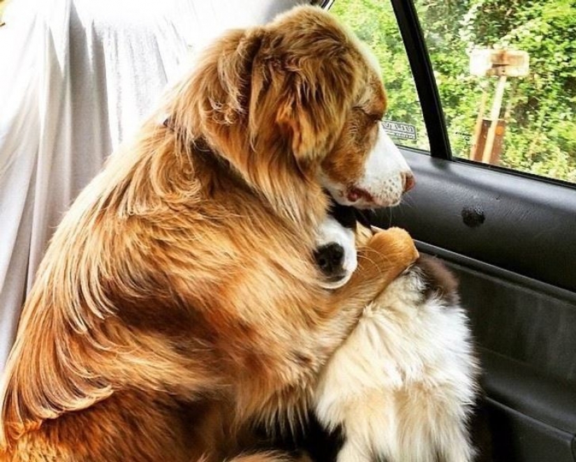 14 pets whose middle name is "drama" 14 pets whose middle name is "drama"