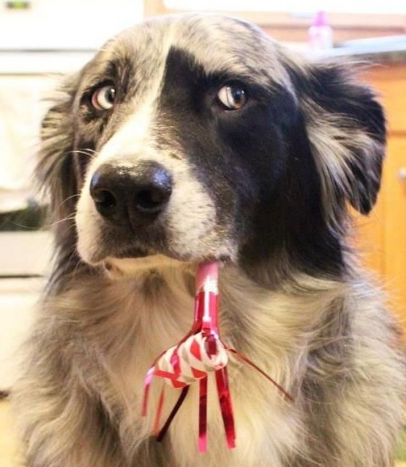 14 pets whose middle name is "drama" 14 pets whose middle name is "drama"