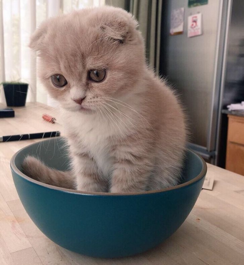 14 pets whose middle name is "drama" 14 pets whose middle name is "drama"