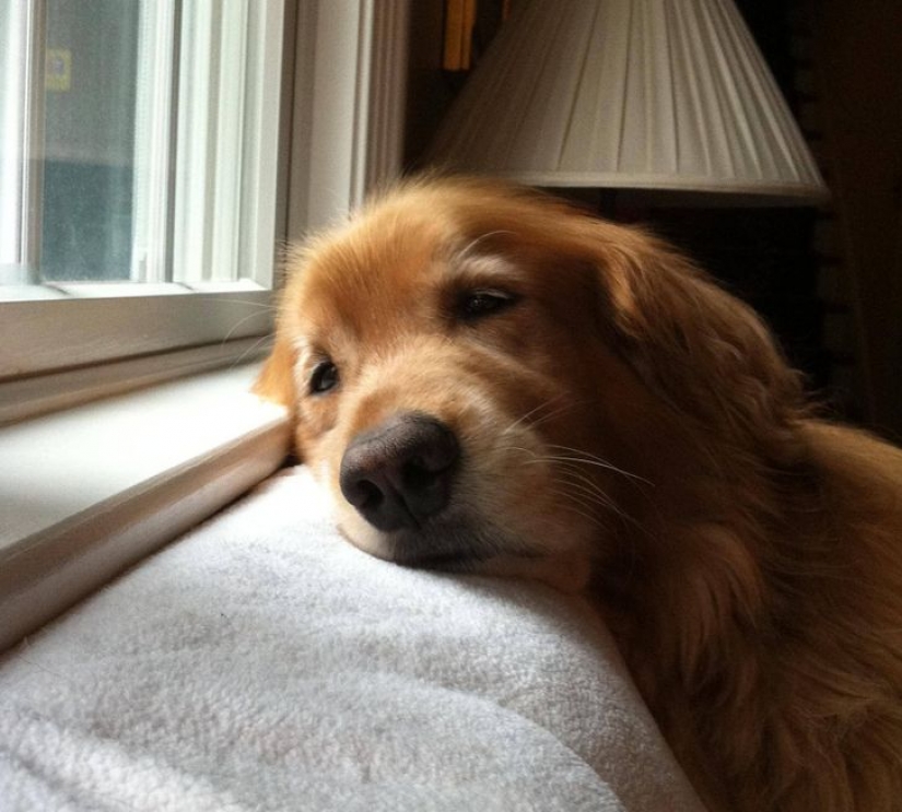 14 pets whose middle name is "drama" 14 pets whose middle name is "drama"