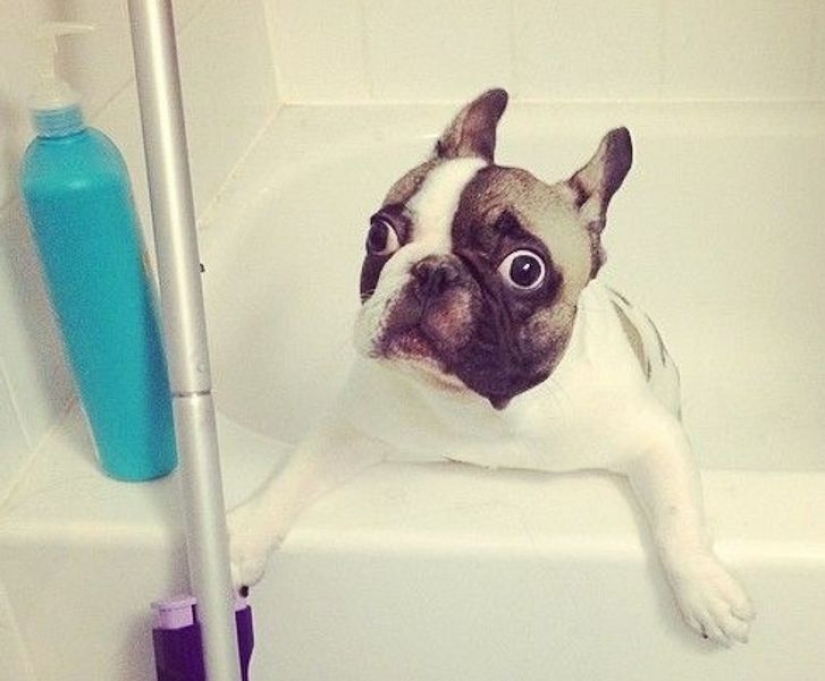 14 pets whose middle name is "drama" 14 pets whose middle name is "drama"