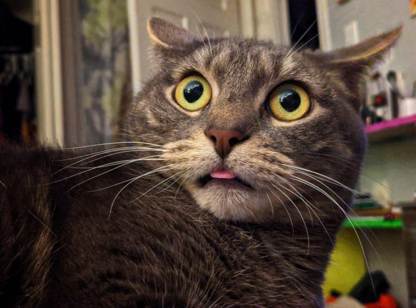 14 pets whose middle name is "drama" 14 pets whose middle name is "drama"