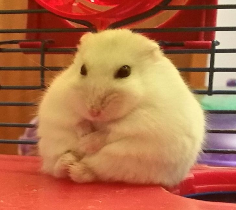 14 pets whose middle name is "drama" 14 pets whose middle name is "drama"