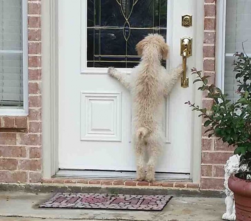 14 pets whose middle name is "drama" 14 pets whose middle name is "drama"