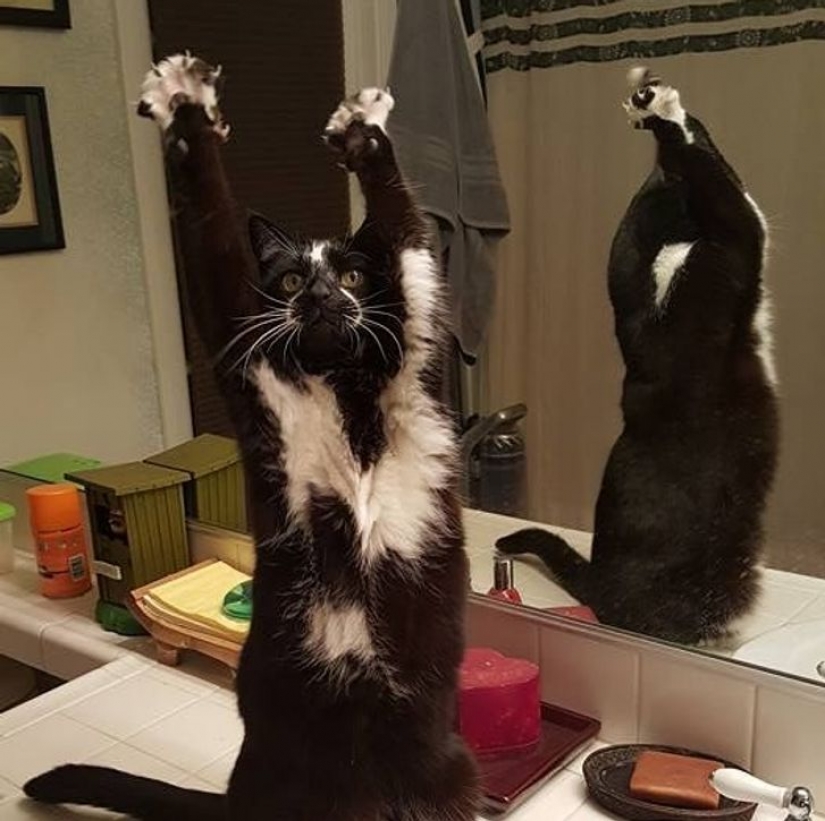 14 pets whose middle name is "drama" 14 pets whose middle name is "drama"