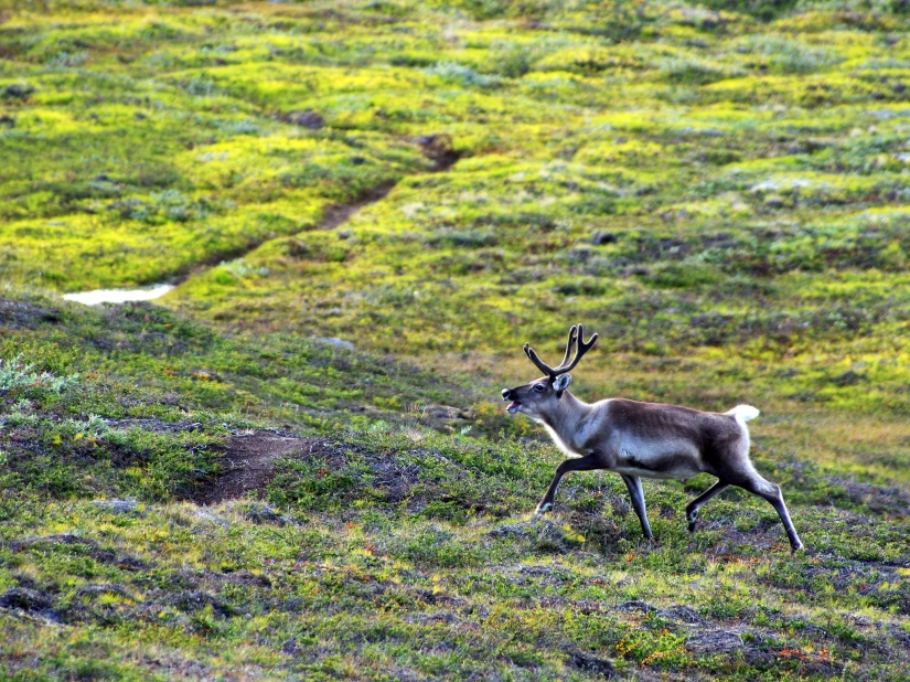 14 photos that will make you want to visit Greenland