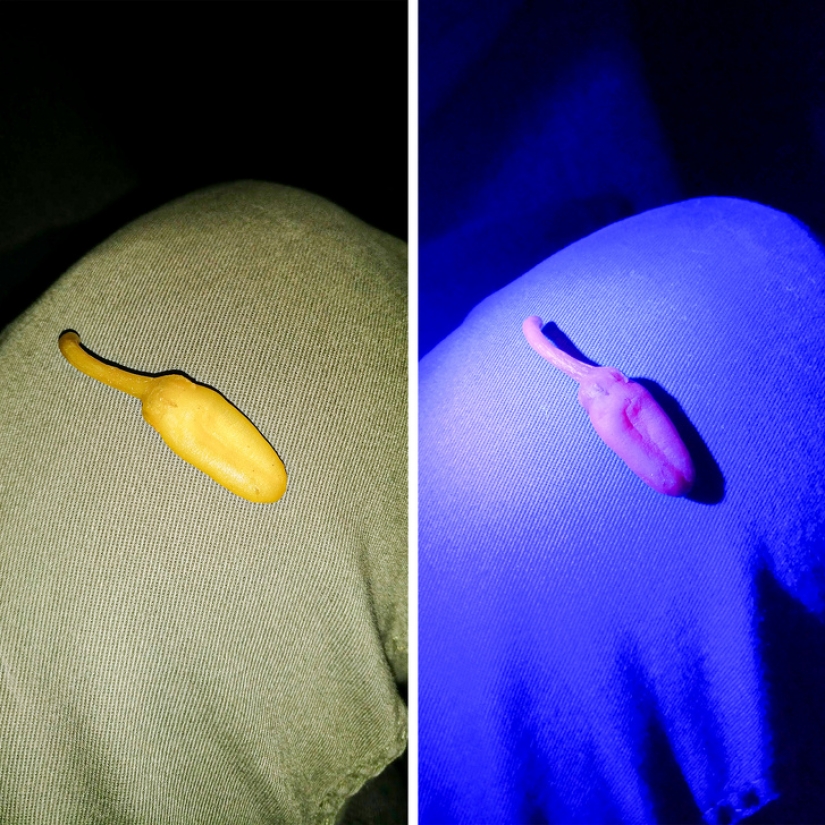 14 things that lose their normal appearance under ultraviolet light