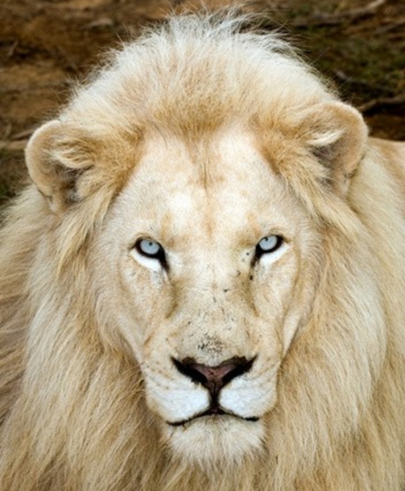 15 albino animals born to amaze the world 15 albino animals born to amaze the world