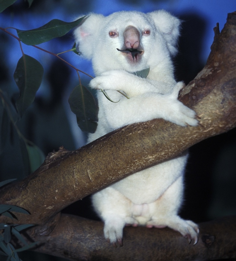 15 albino animals born to amaze the world 15 albino animals born to amaze the world