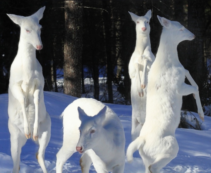 15 albino animals born to amaze the world 15 albino animals born to amaze the world