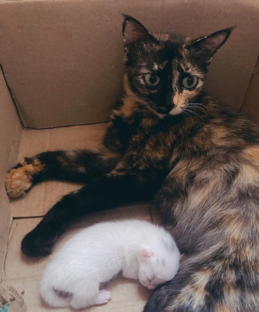 15 albino animals born to amaze the world 15 albino animals born to amaze the world