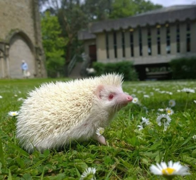 15 albino animals born to amaze the world 15 albino animals born to amaze the world