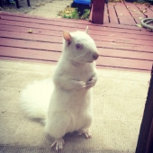 15 albino animals born to amaze the world