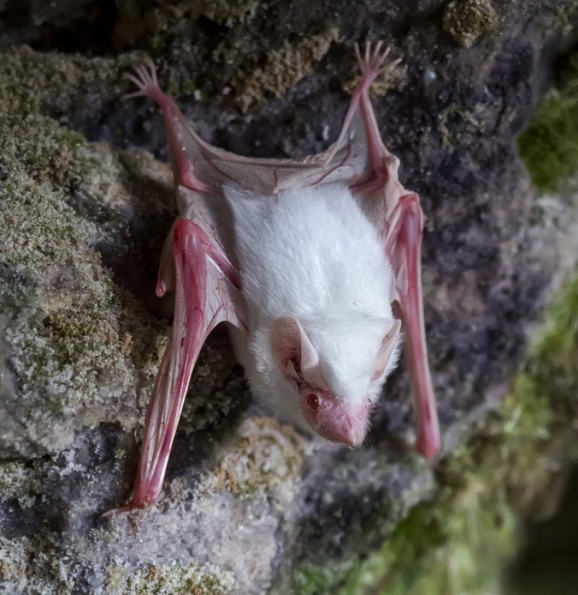 15 albino animals born to amaze the world 15 albino animals born to amaze the world