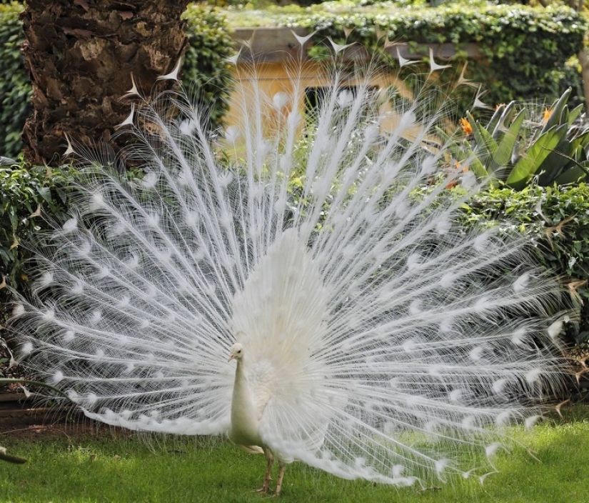 15 albino animals born to amaze the world 15 albino animals born to amaze the world