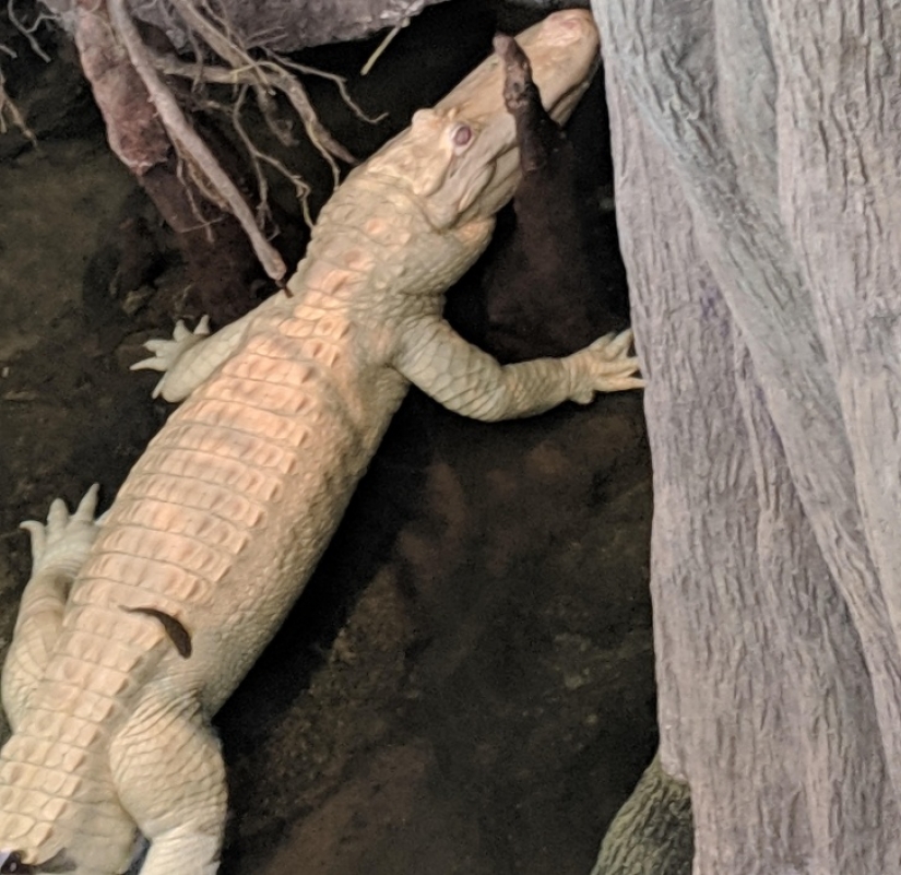 15 albino animals born to amaze the world 15 albino animals born to amaze the world