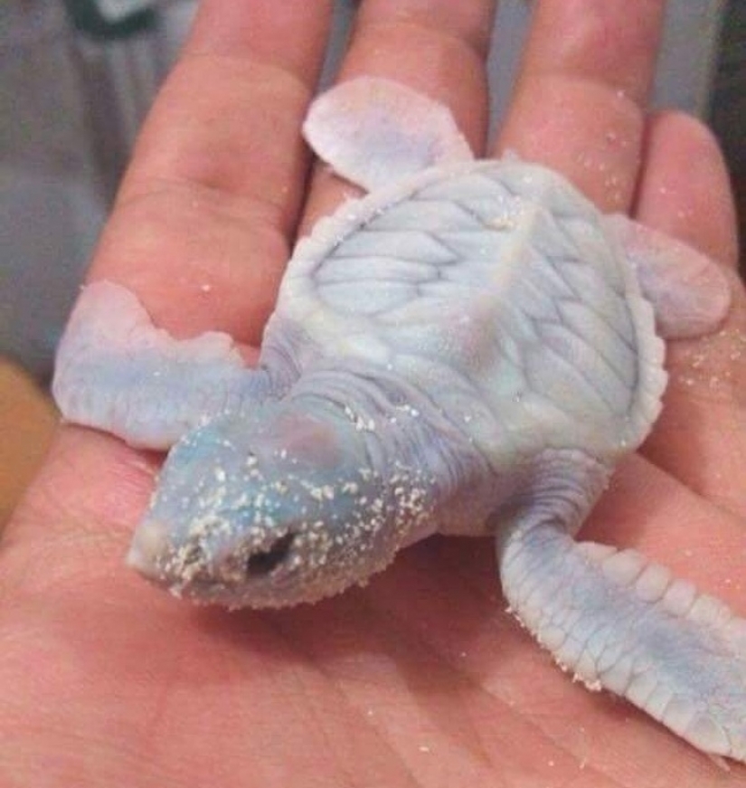 15 albino animals born to amaze the world 15 albino animals born to amaze the world