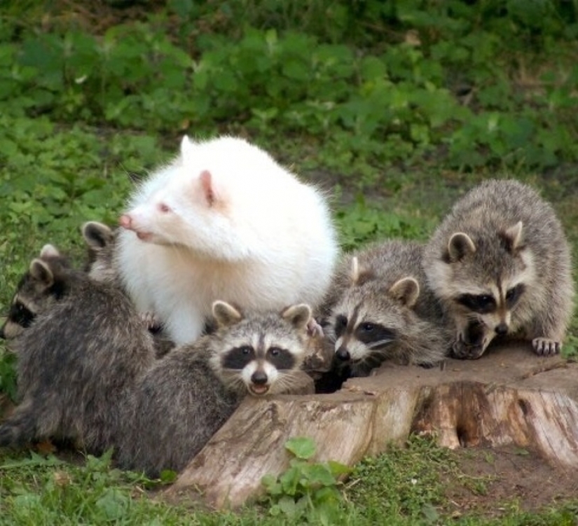 15 albino animals born to amaze the world 15 albino animals born to amaze the world