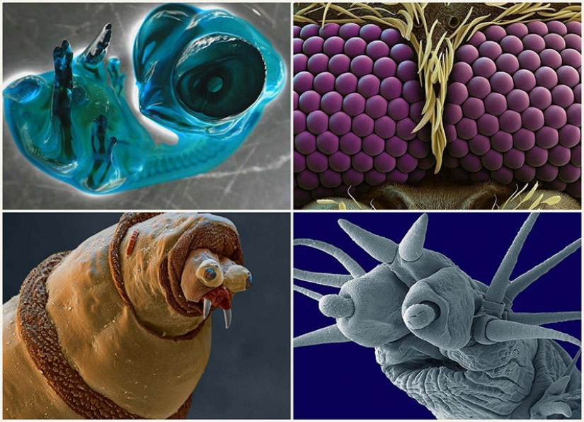 15 amazing creatures which can't see without a microscope