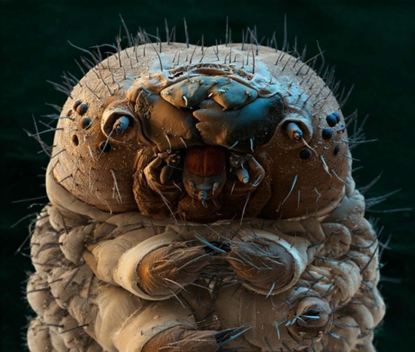 15 amazing creatures which can't see without a microscope