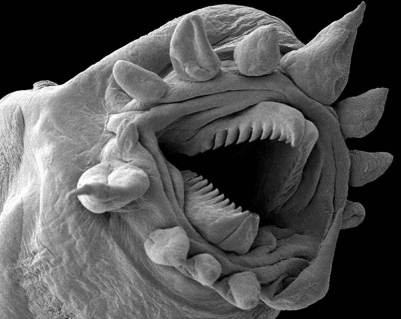 15 amazing creatures which can't see without a microscope