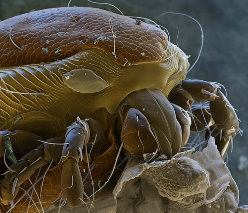 15 amazing creatures which can't see without a microscope