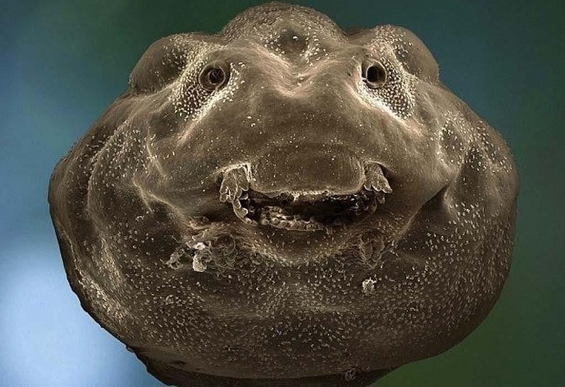 15 amazing creatures which can't see without a microscope