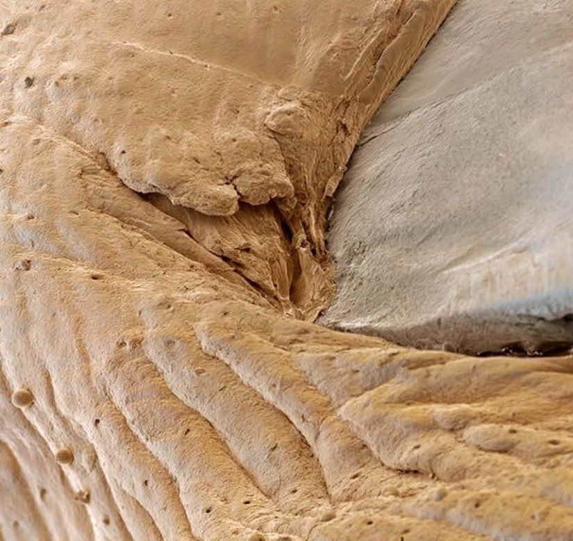 15 amazing creatures which can't see without a microscope