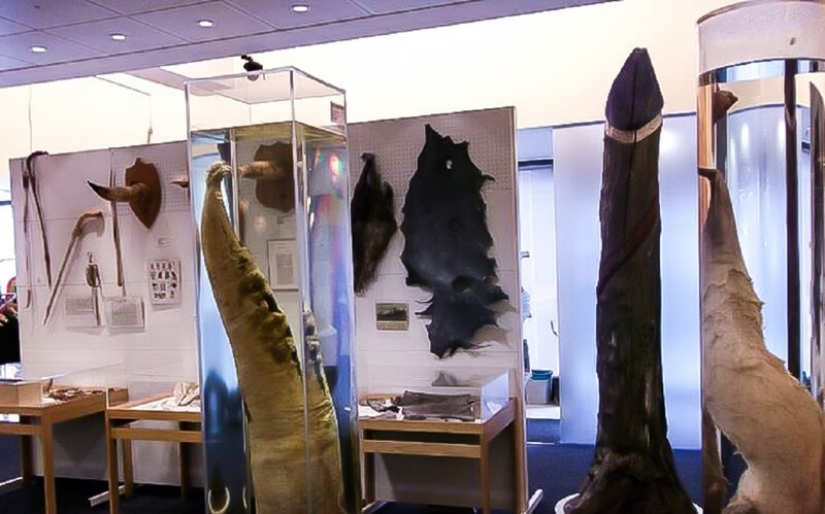 15 amazing sex records of the planet 15 amazing sex records of the planet