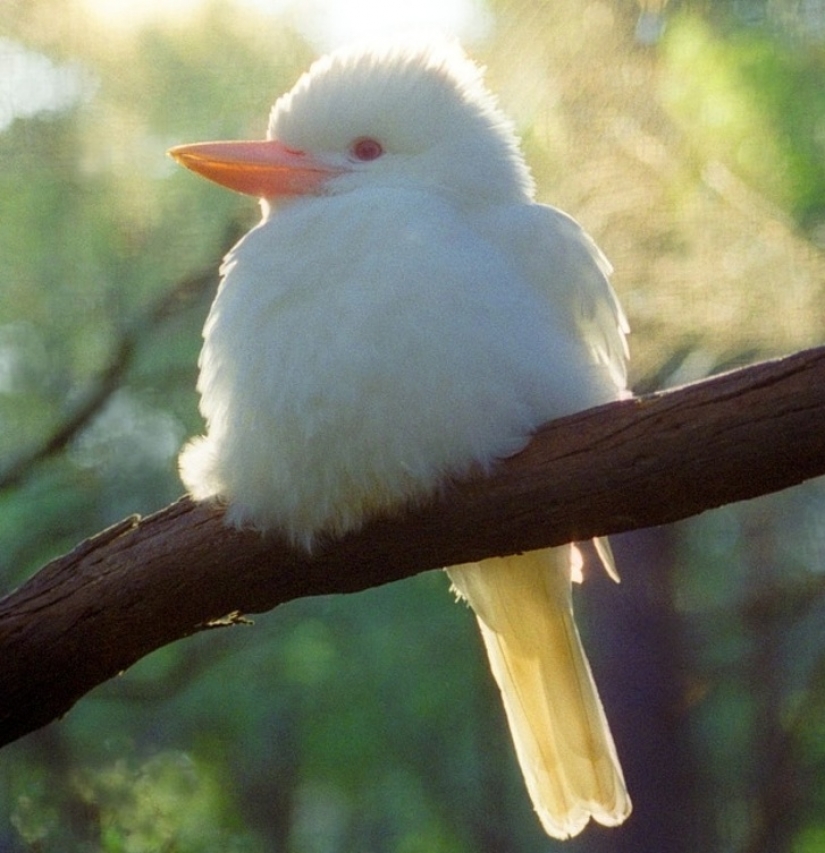 15 animales albinos nacidos para asombrar al mundo 15 animales albinos nacidos para asombrar al mundo