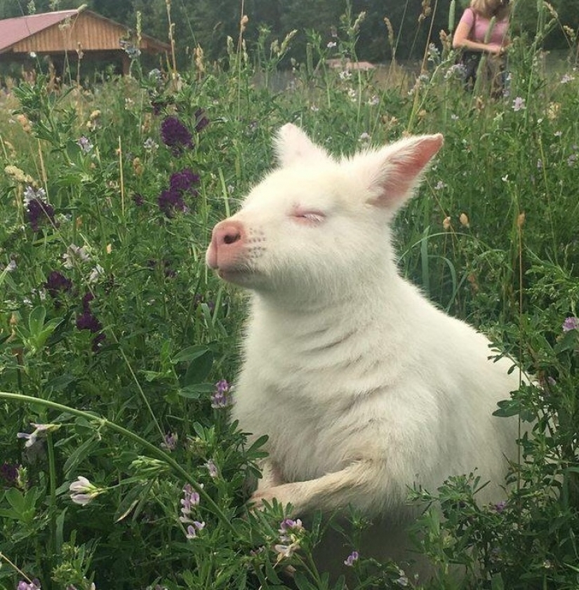 15 animales albinos nacidos para asombrar al mundo 15 animales albinos nacidos para asombrar al mundo