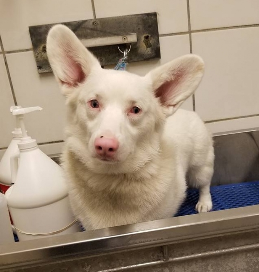 15 animales albinos nacidos para asombrar al mundo 15 animales albinos nacidos para asombrar al mundo